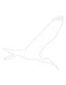 Hadeda